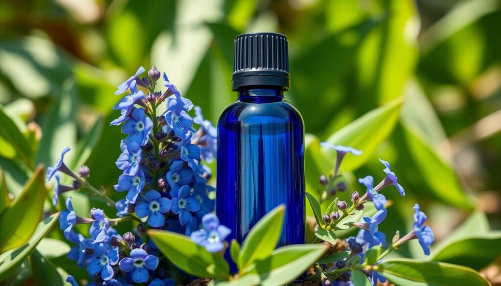 blue tansy essential oil